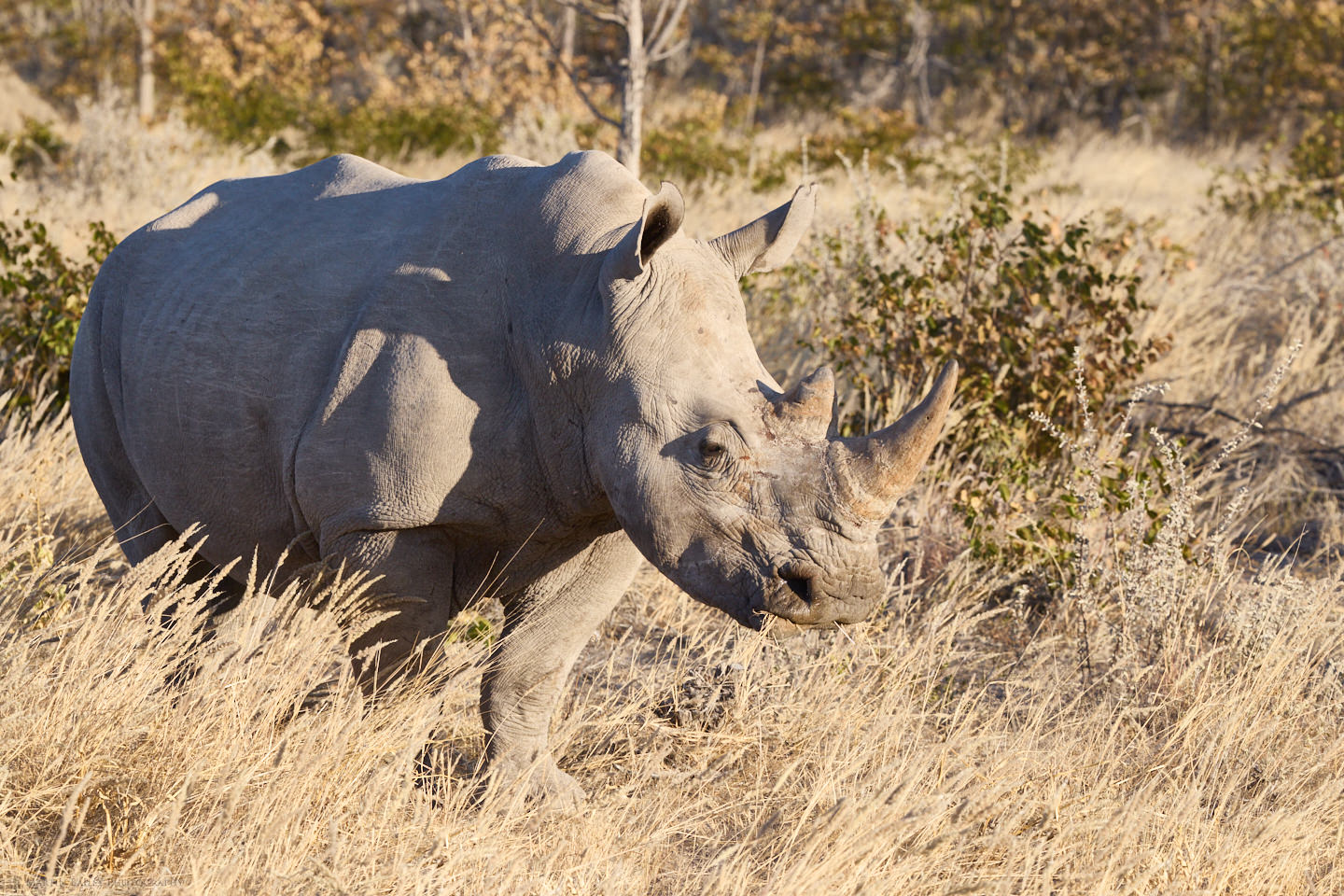 Ongava White Rhino Grazing