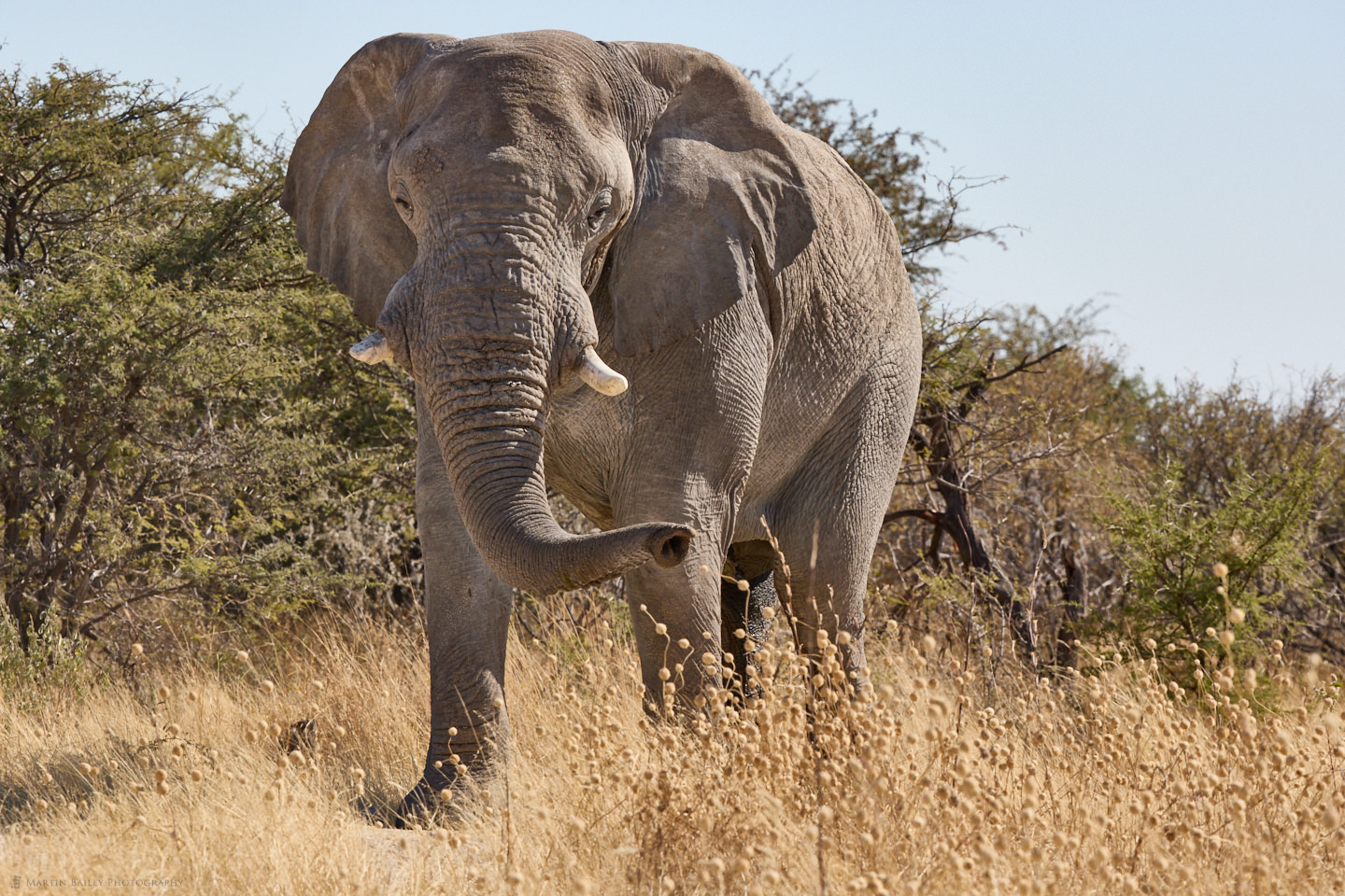 A Proud African Elephant