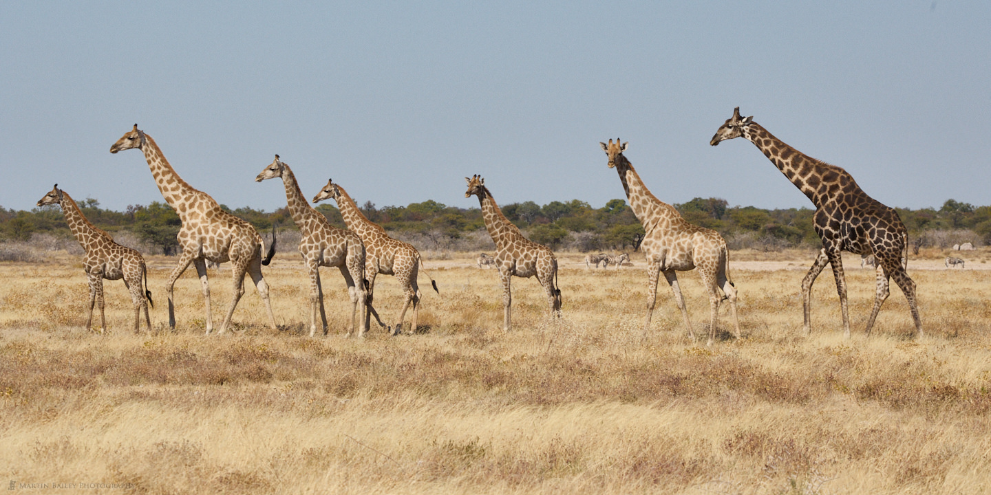 A Journey of Giraffes