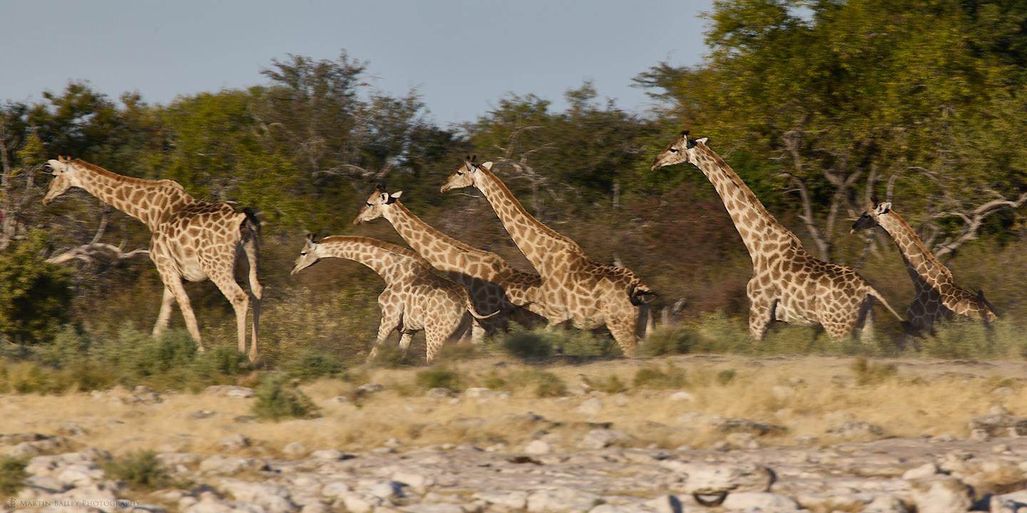 A Fast Journey of Giraffes