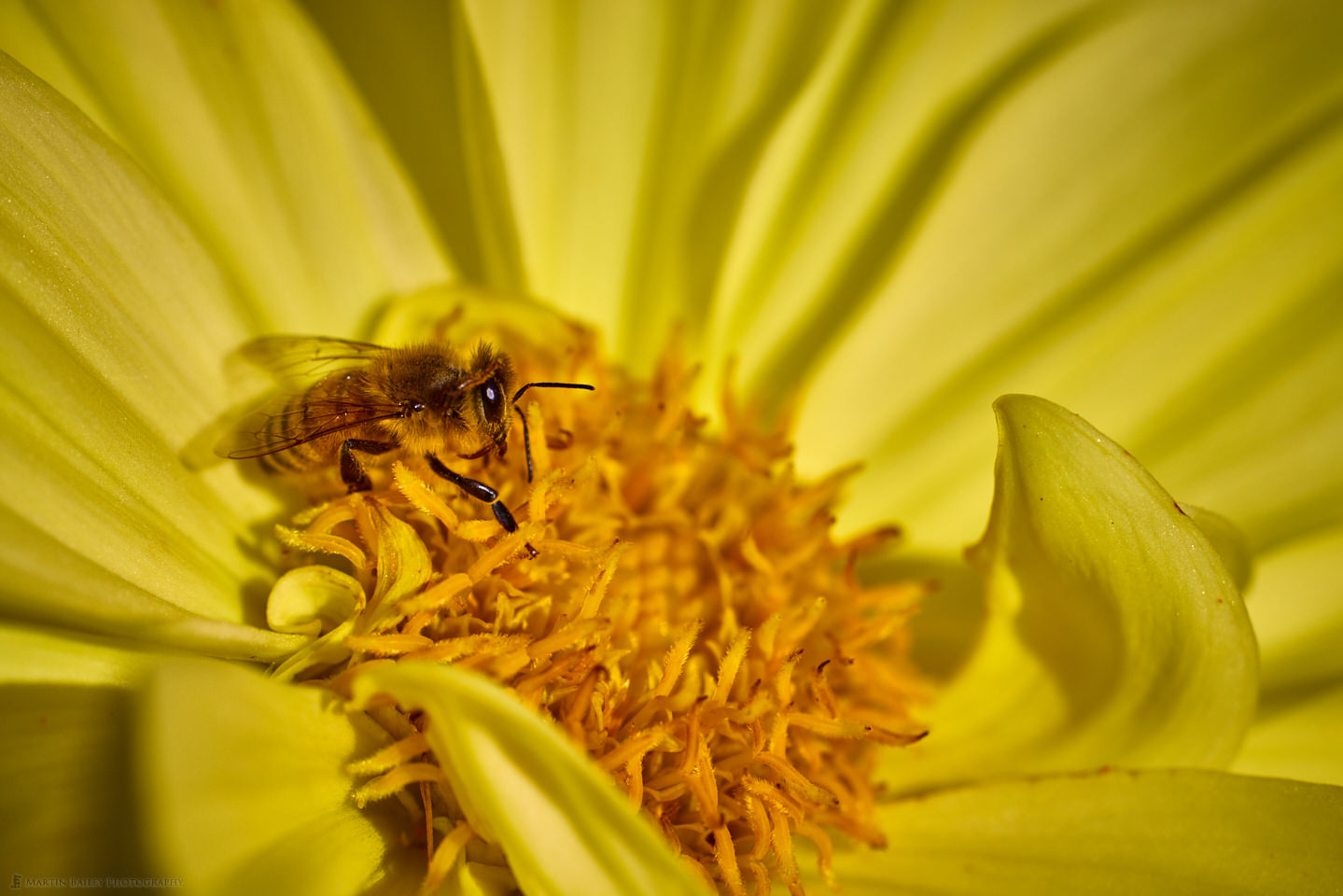 Bee in Dahlia