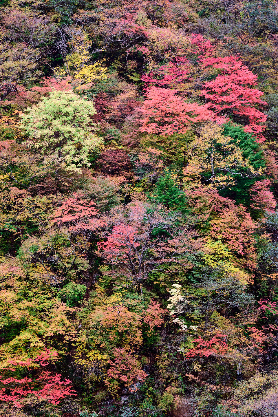 Okunikko Autumn Color