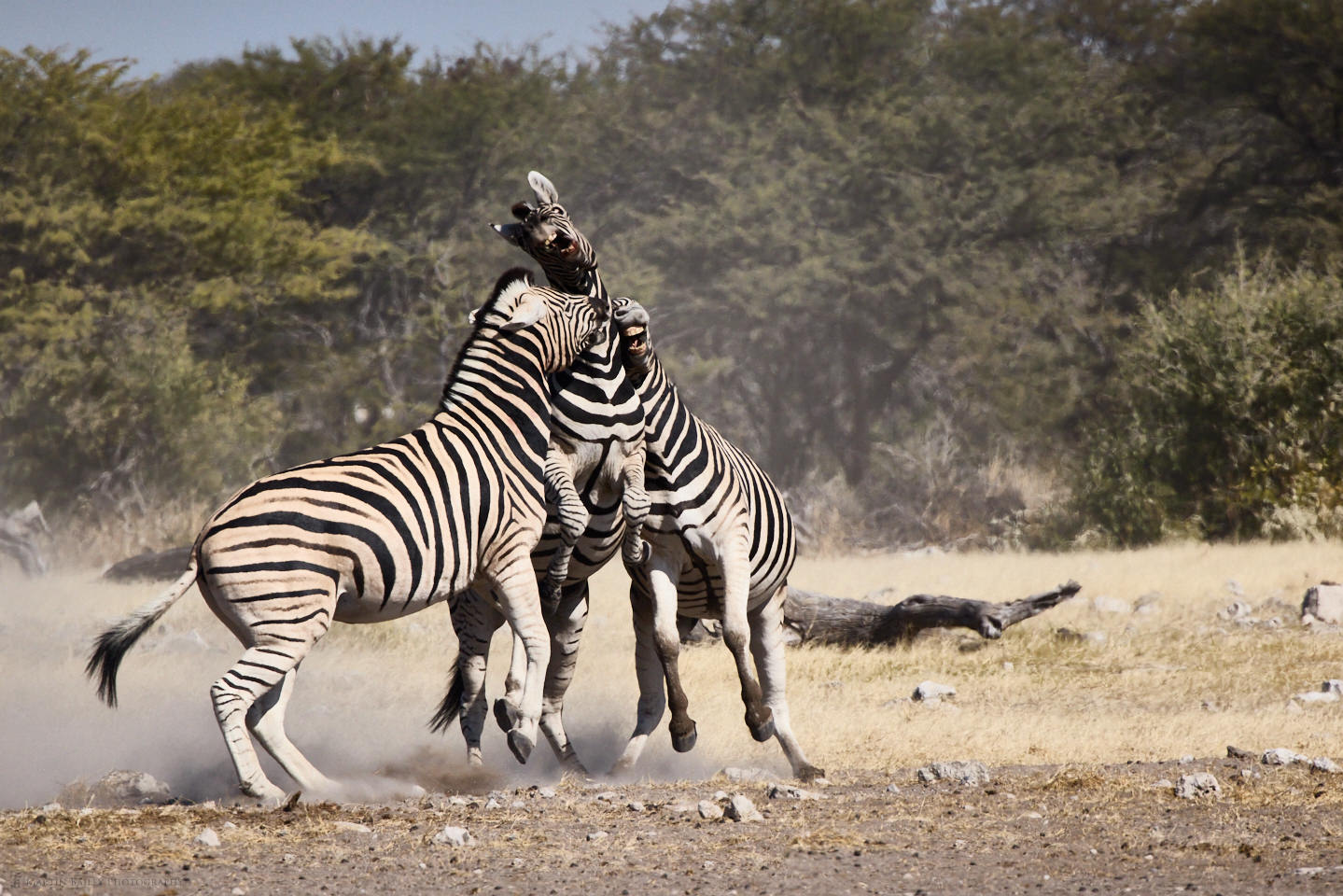 Feuding Zebras