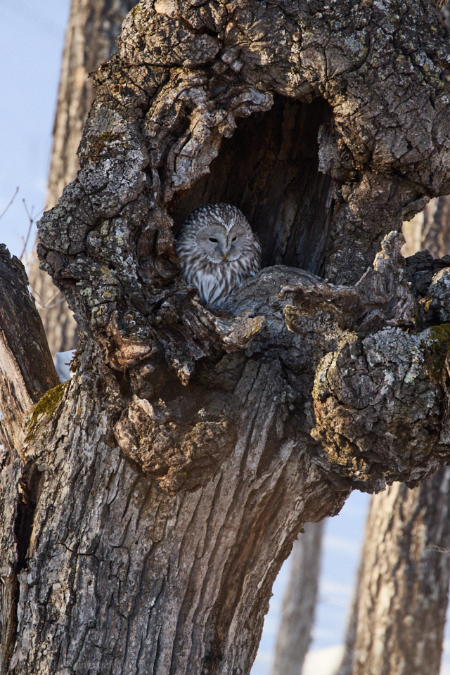 Ural Owl at Rest