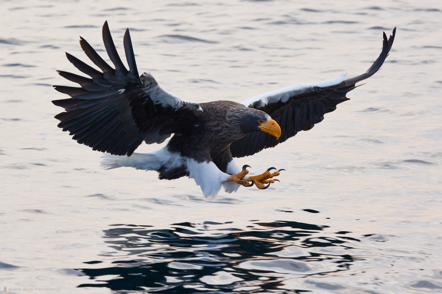 Steller's Sea Eagle Catch