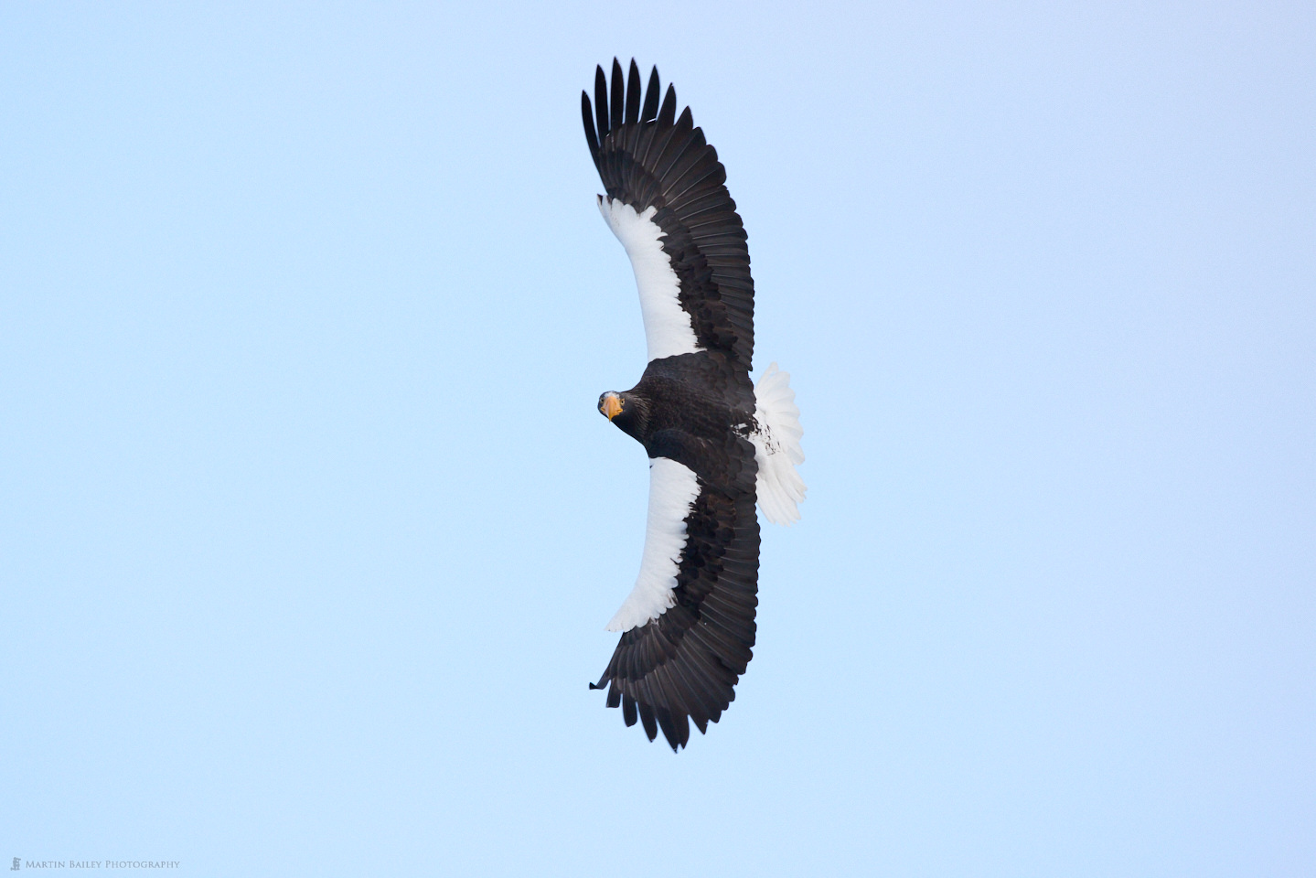 Steller's Sea Eagle with Wings Spread