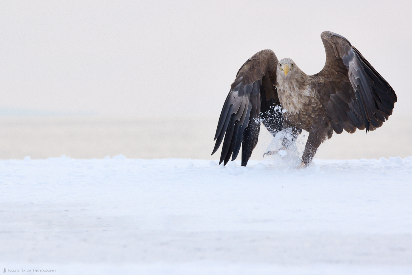 White-Tailed Eagle Kicking Up Snow