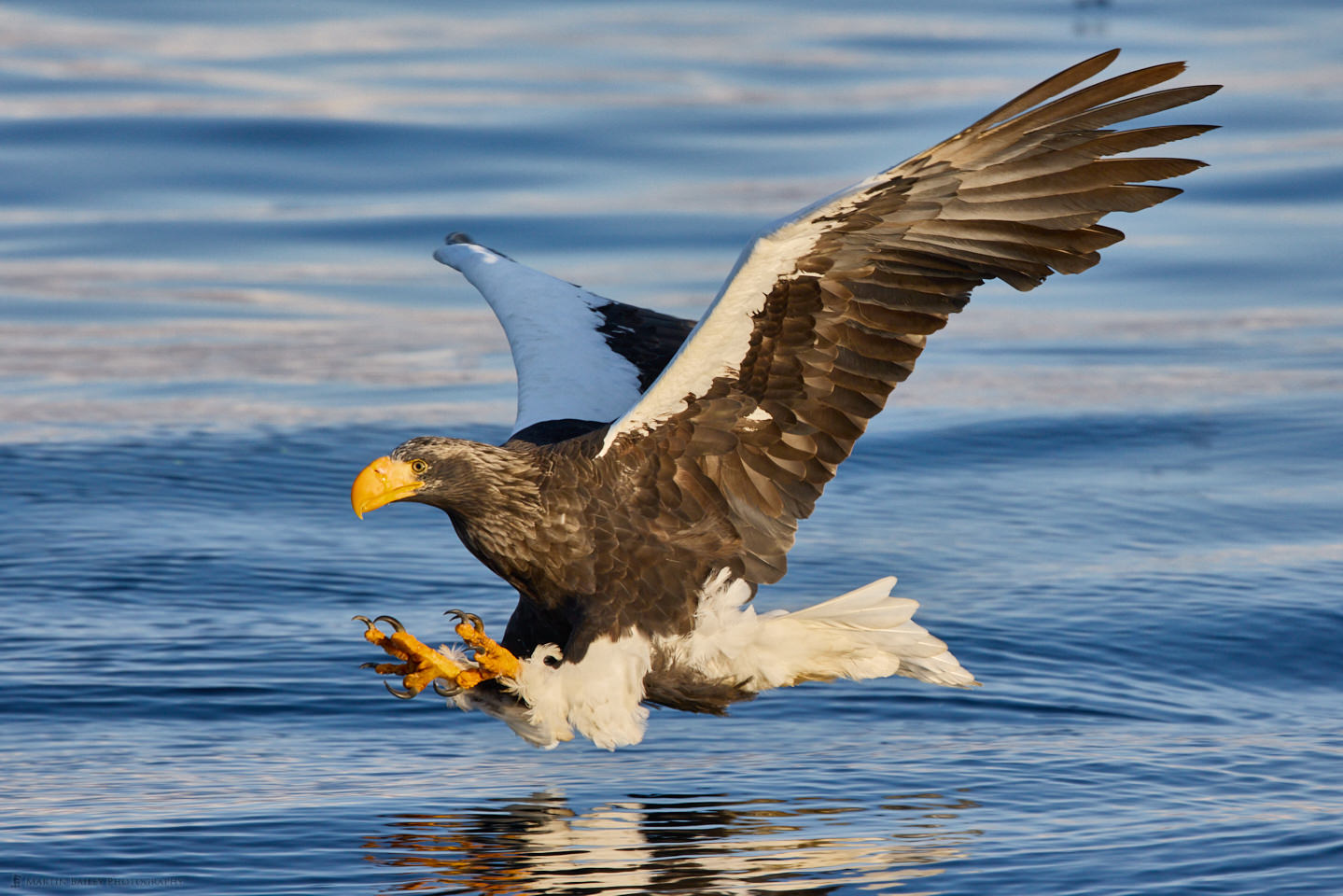 The Approach - Steller's Sea Eagle