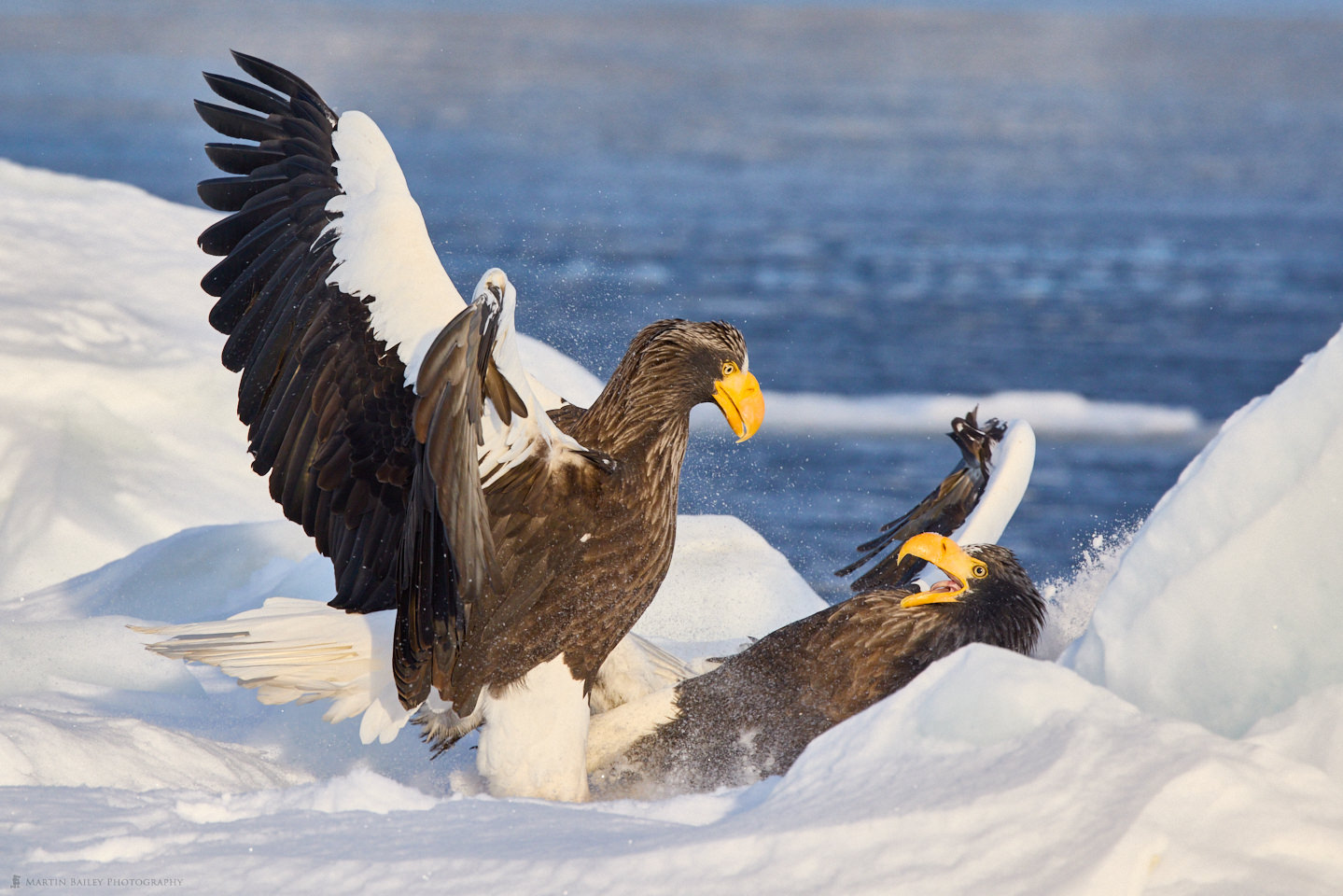 Sea Eagle Conflict