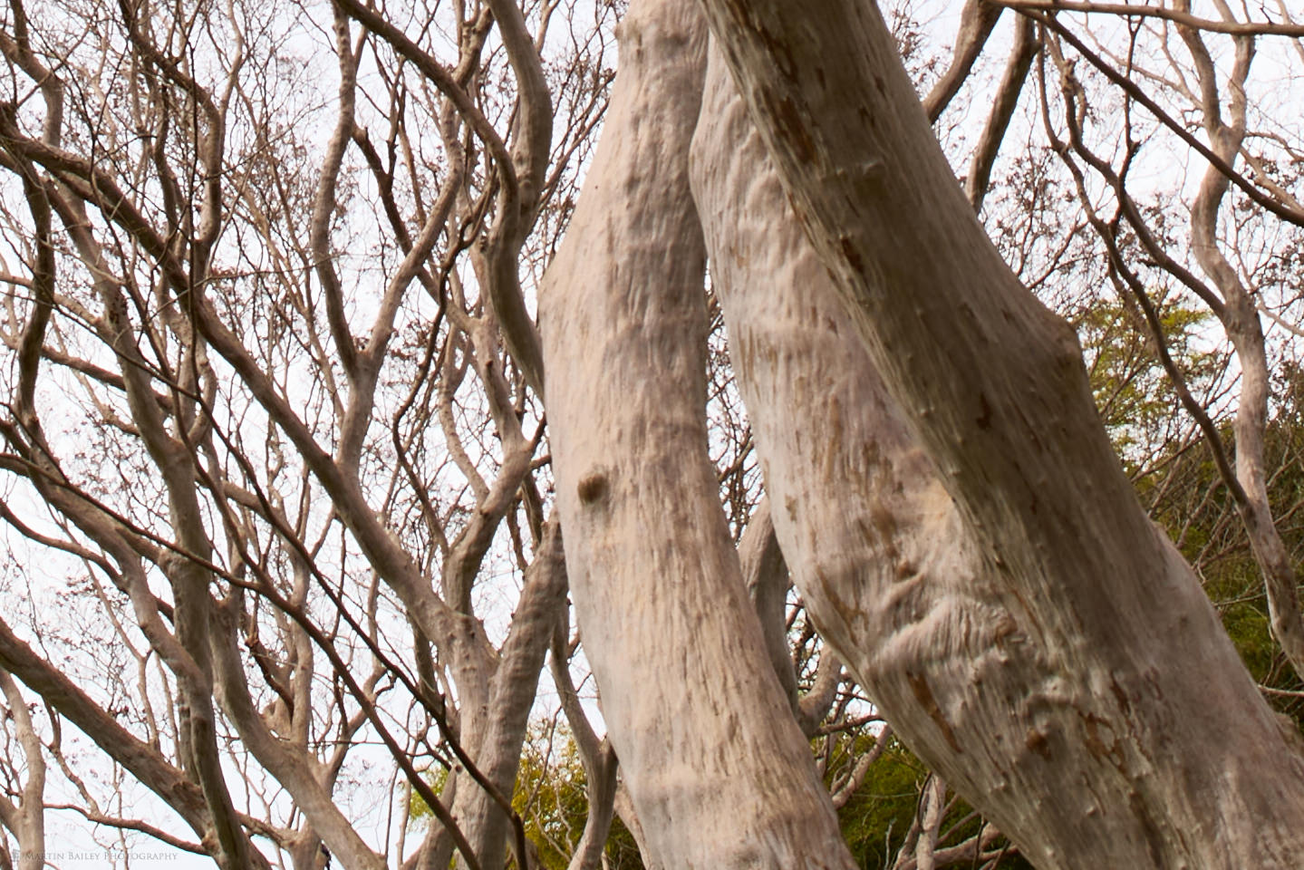 Crape Myrtle Trees with Fisheye Lens