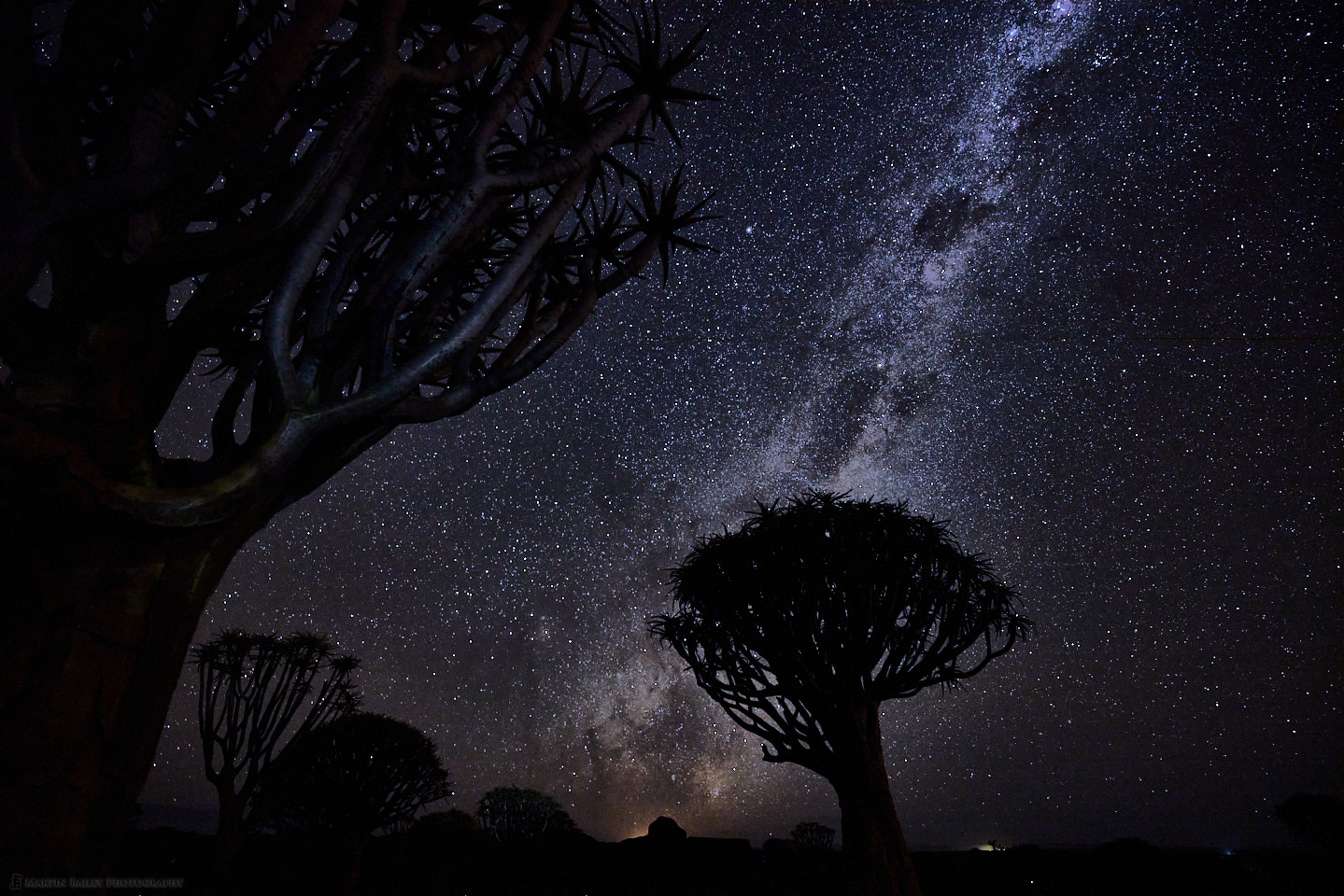 Quiver Tree Milky Way