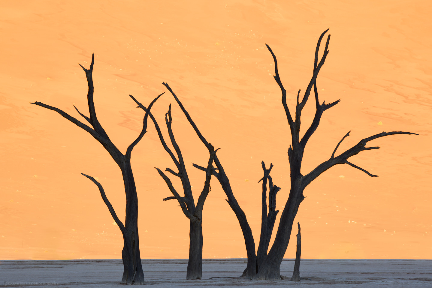 Deadvlei Camel-Thorn Tree Silhouettes