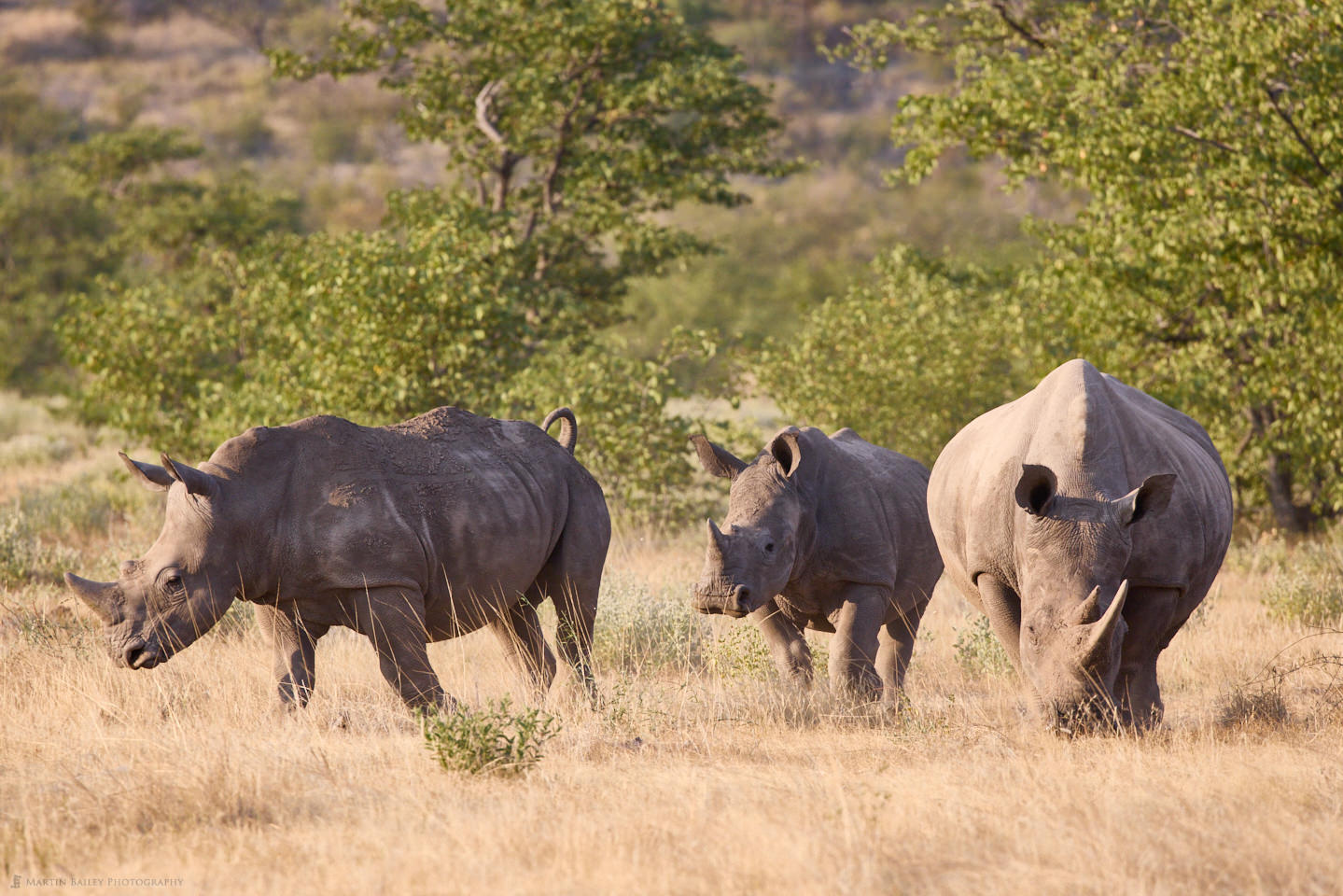 White Rhino Family