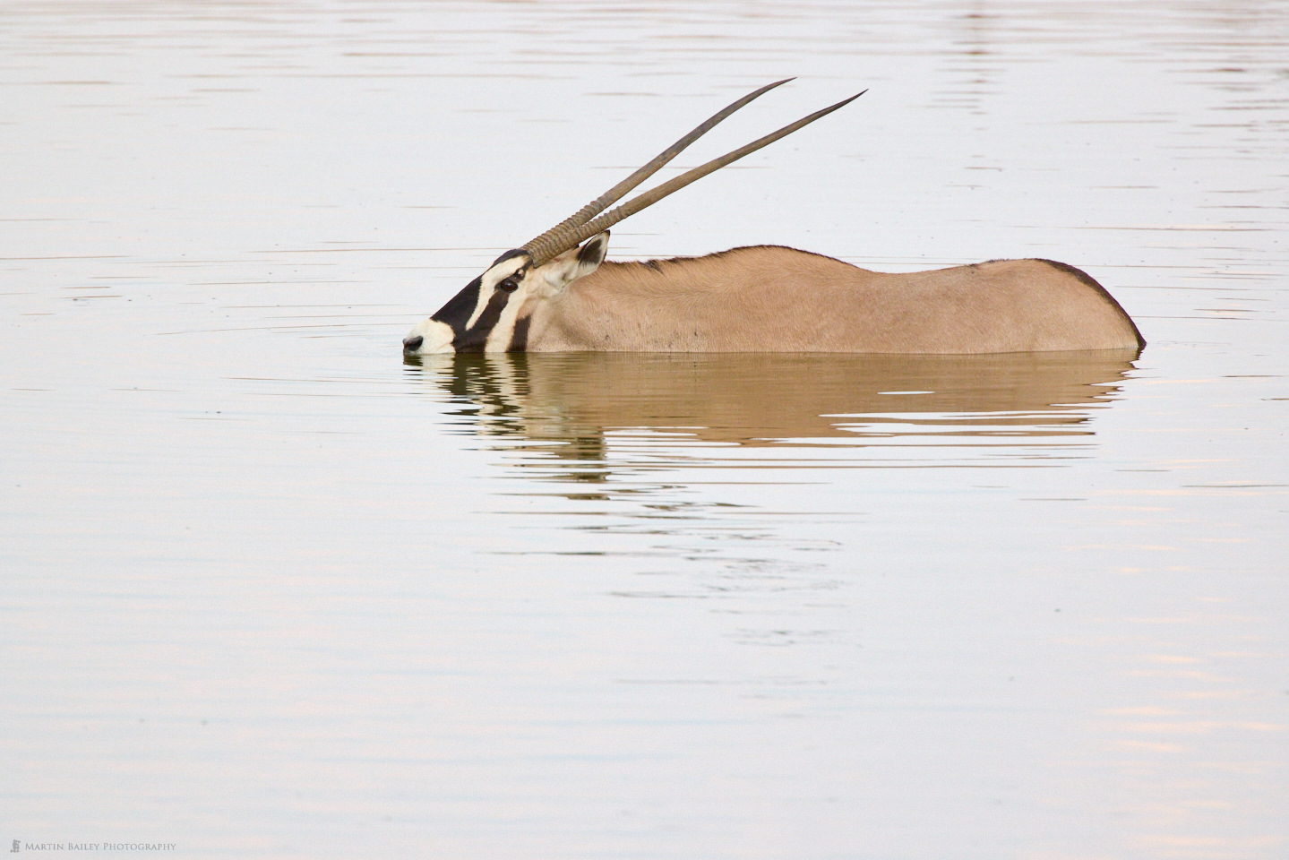 Half-Submerged Oryx