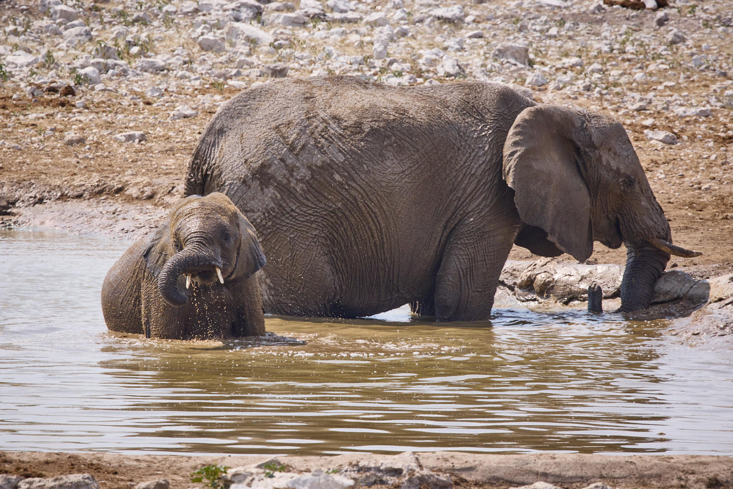 Baby Elephant Bathing