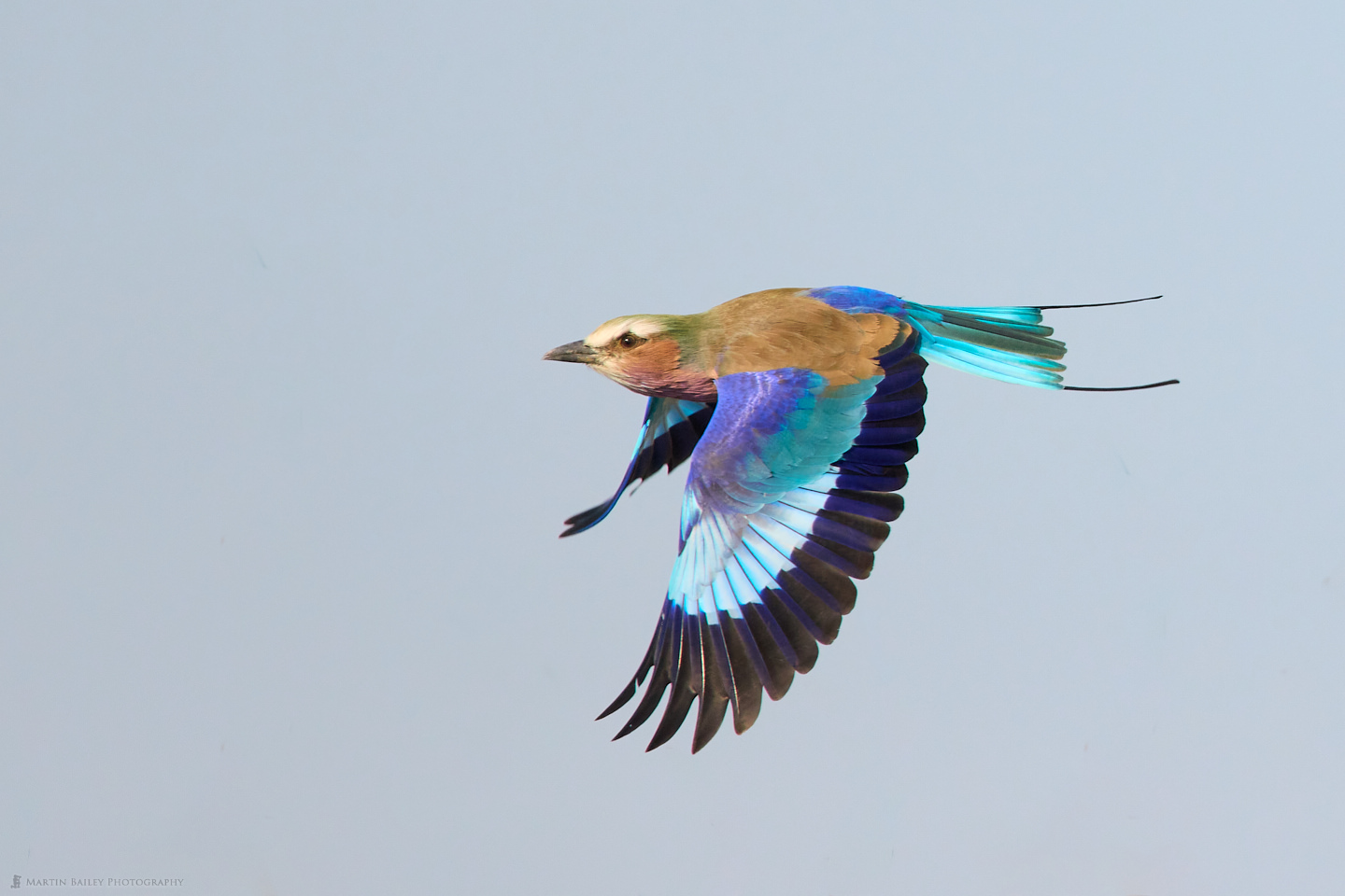 Lilac-Breasted Roller in Flight