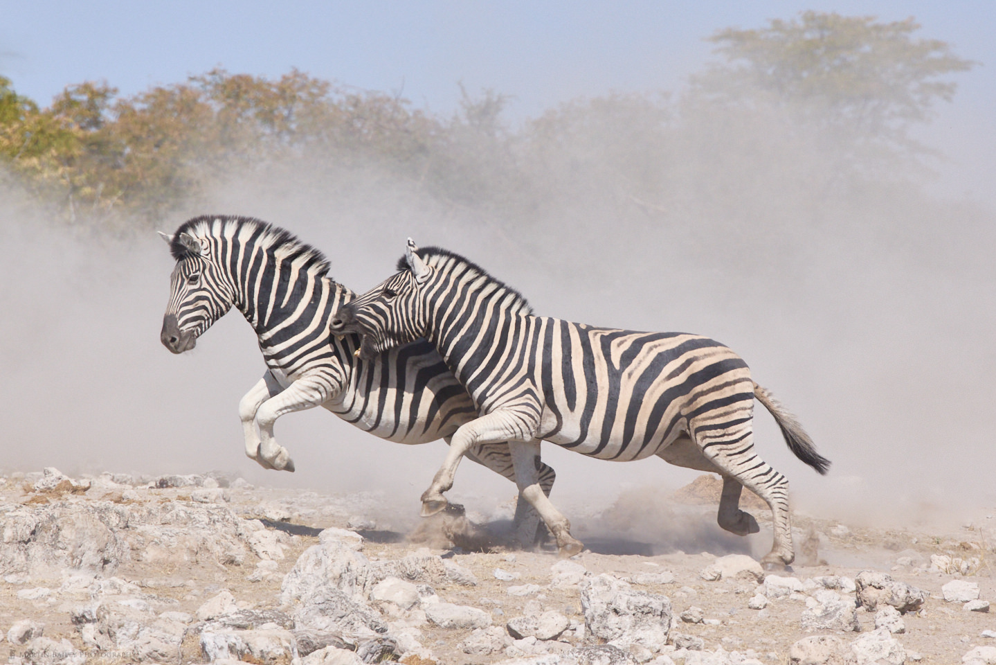 Battling Zebra