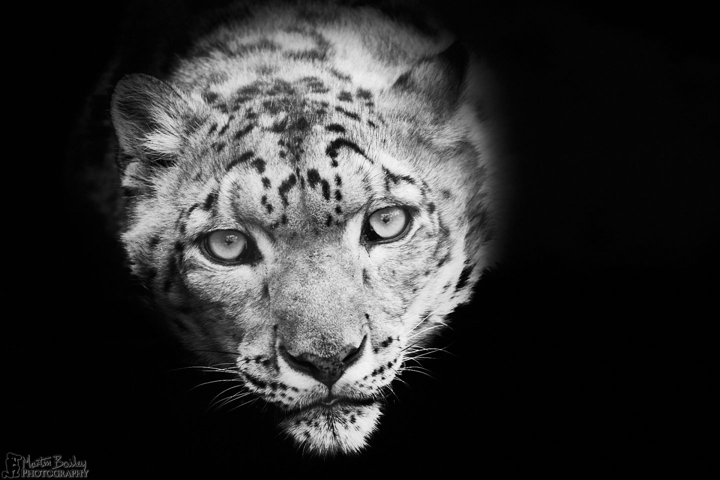 Pensive Snow Leopard