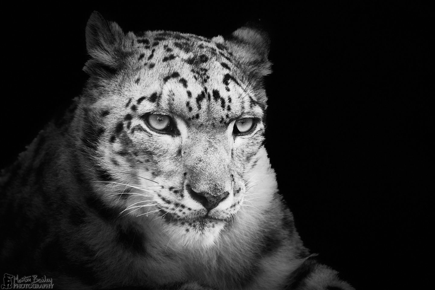 Thoughtful Snow Leopard