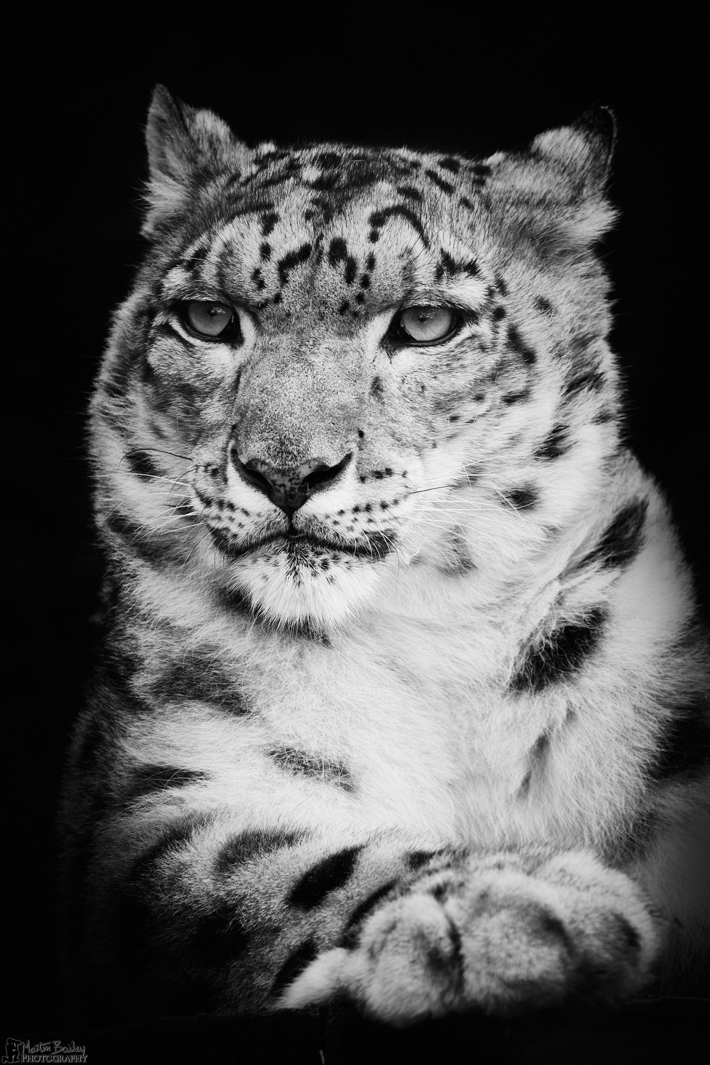 Regal Snow Leopard