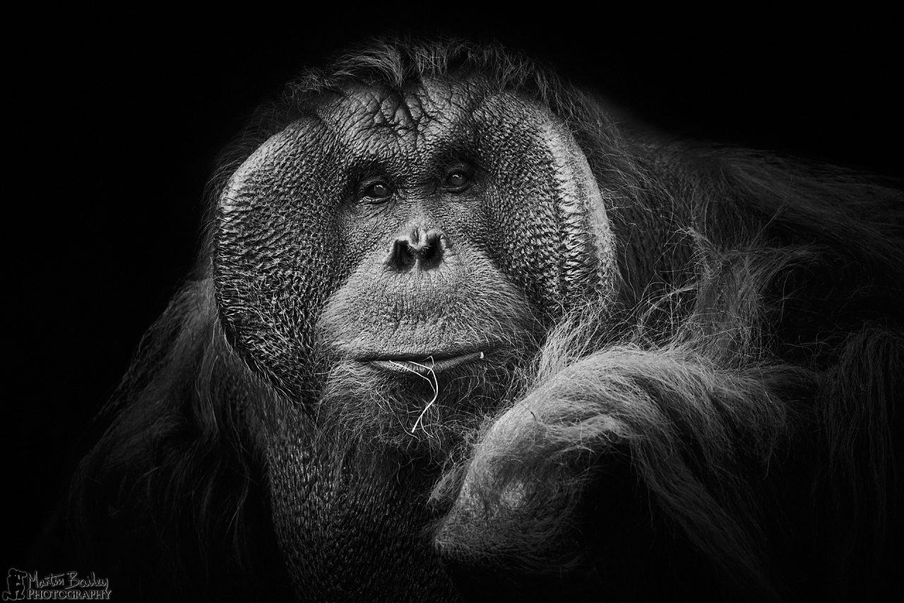 Zoo Portraits Shooting and Processing (Podcast 826) Martin Bailey