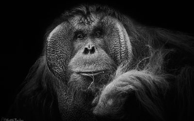 Zoo Portraits Shooting and Processing (Podcast 826)