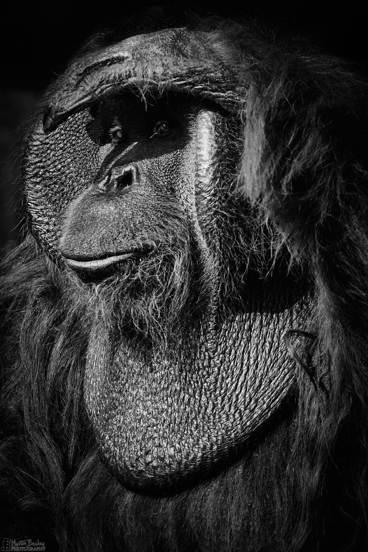 Orangutan Shading Eyes