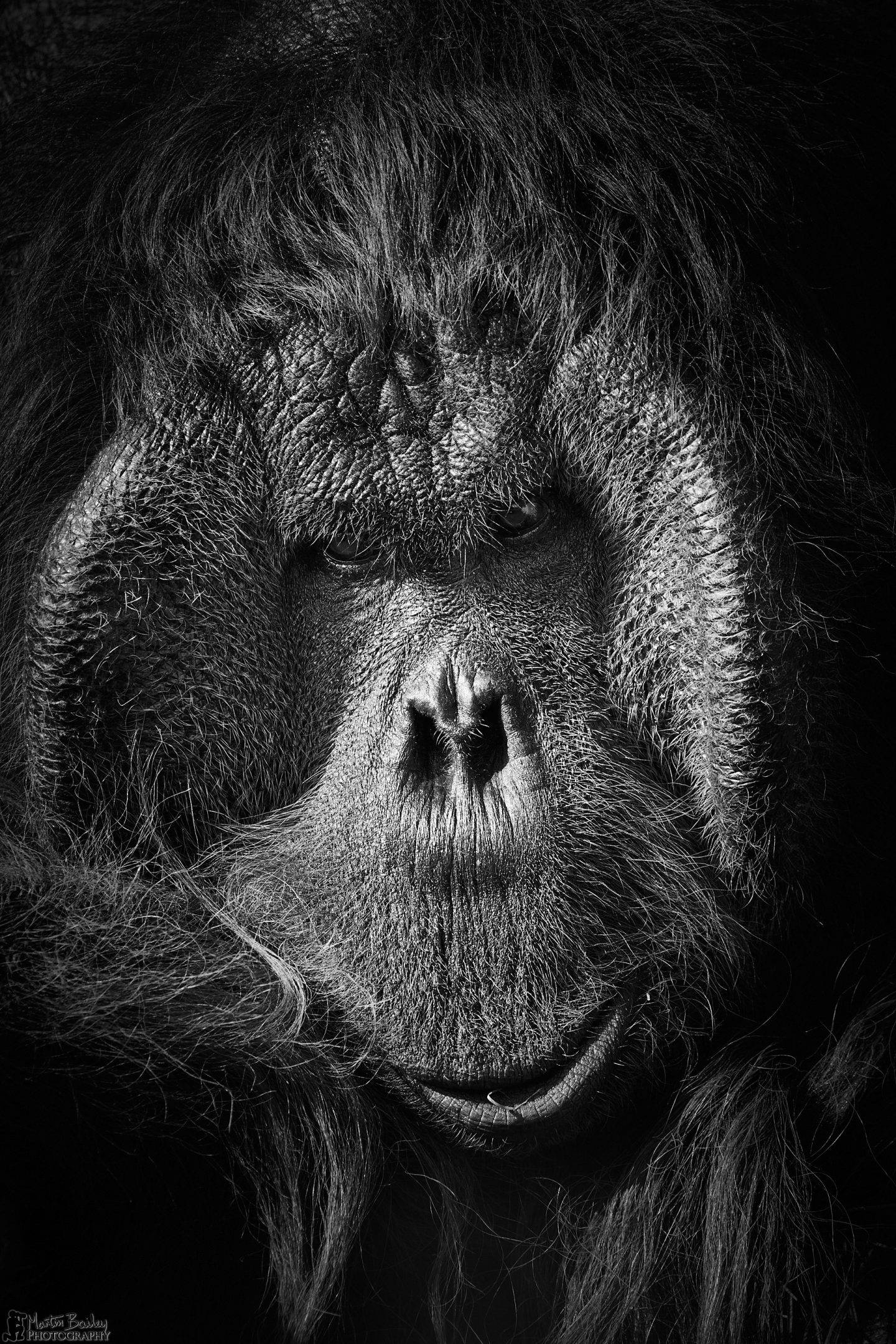 Thoughtful Orangutan