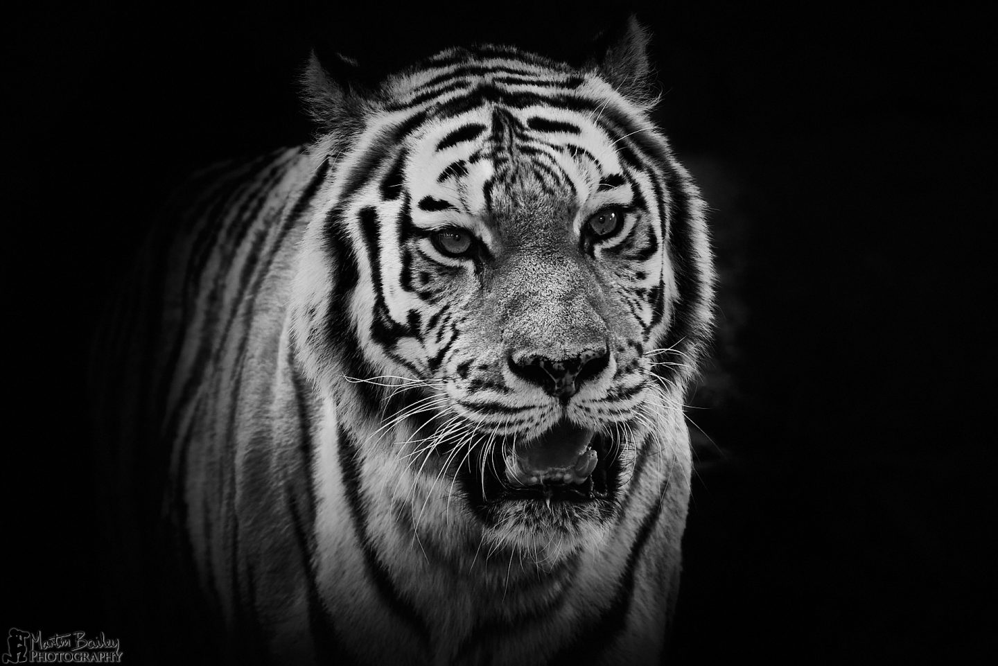 Amur Tiger #1