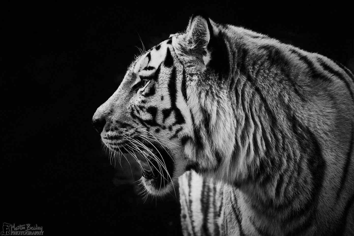 Amur Tiger #2