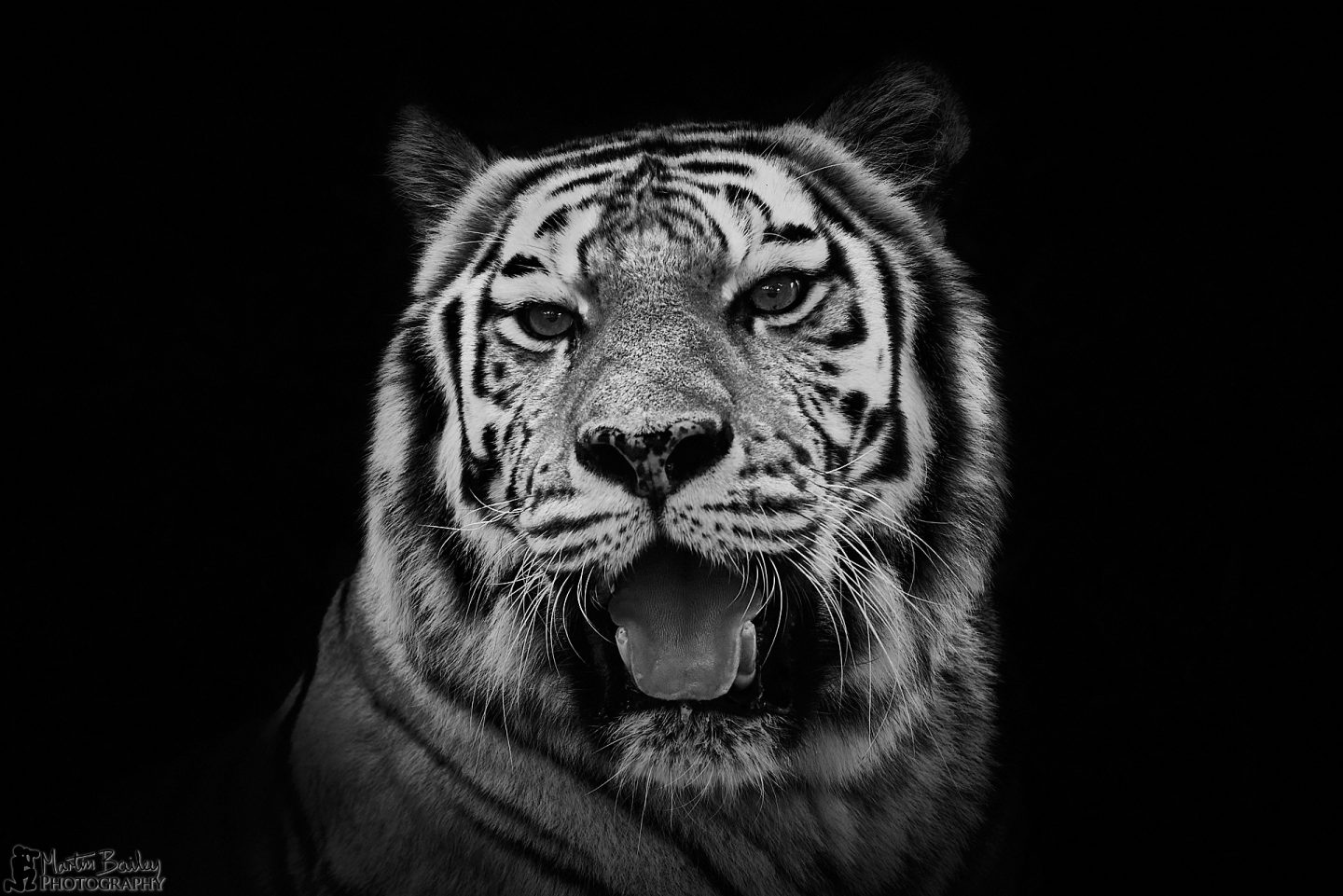 Amur Tiger #3