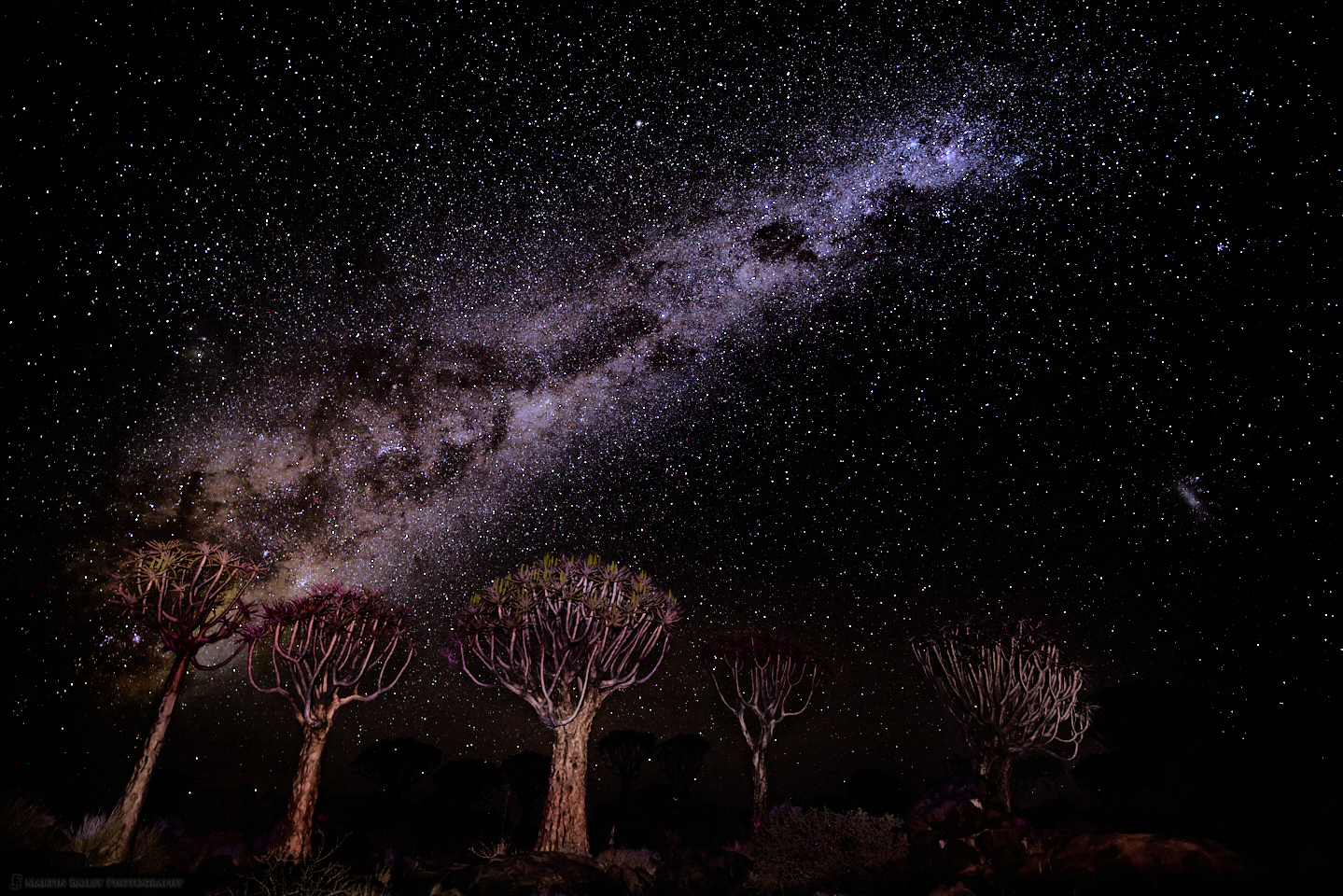 Milky Way with Quiver Trees