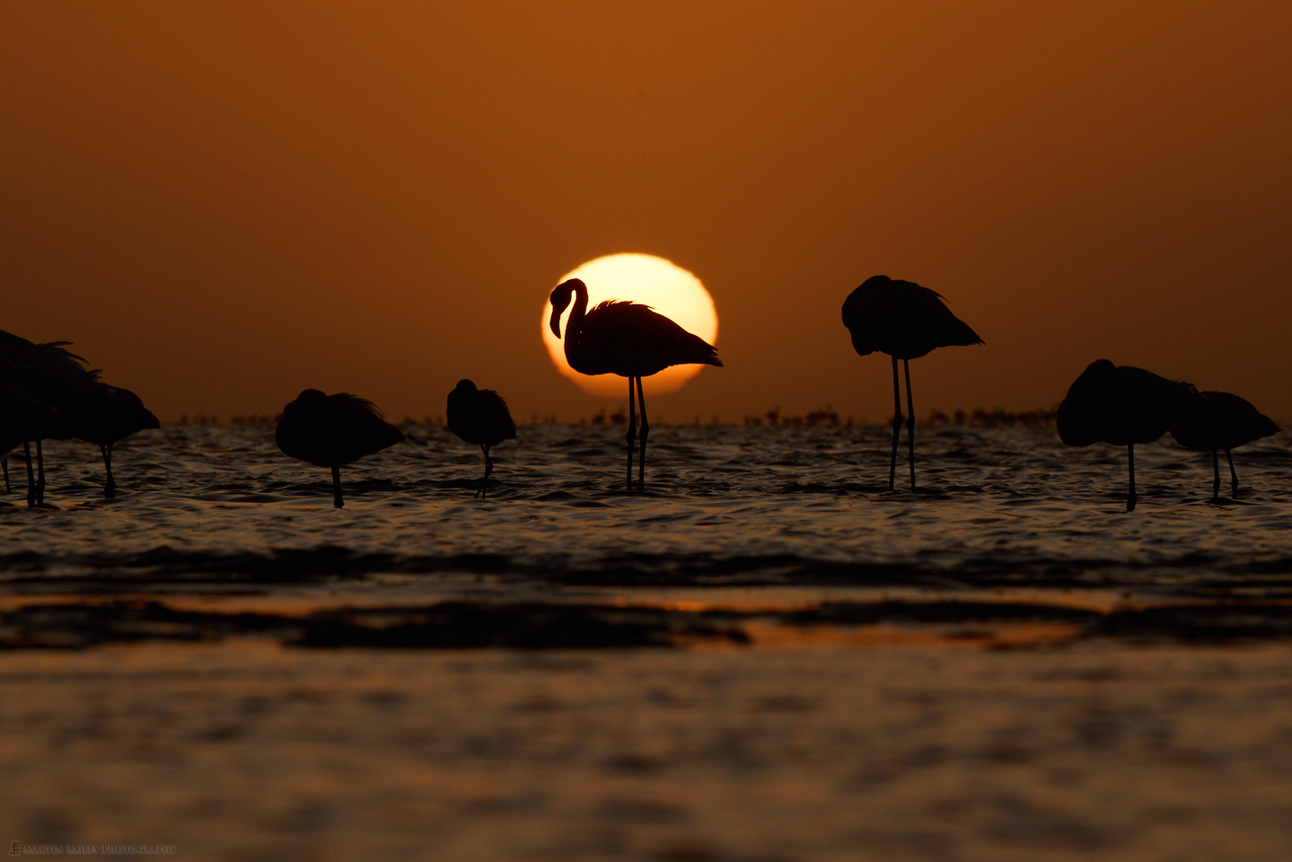 Flamingo at Sunset