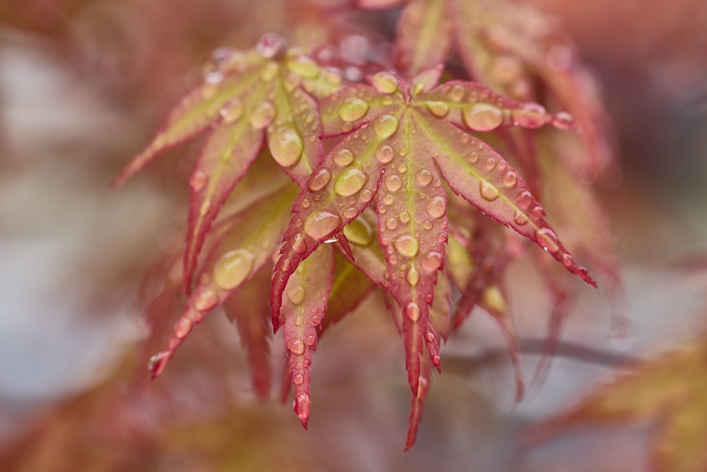 Garden Maple in Rain