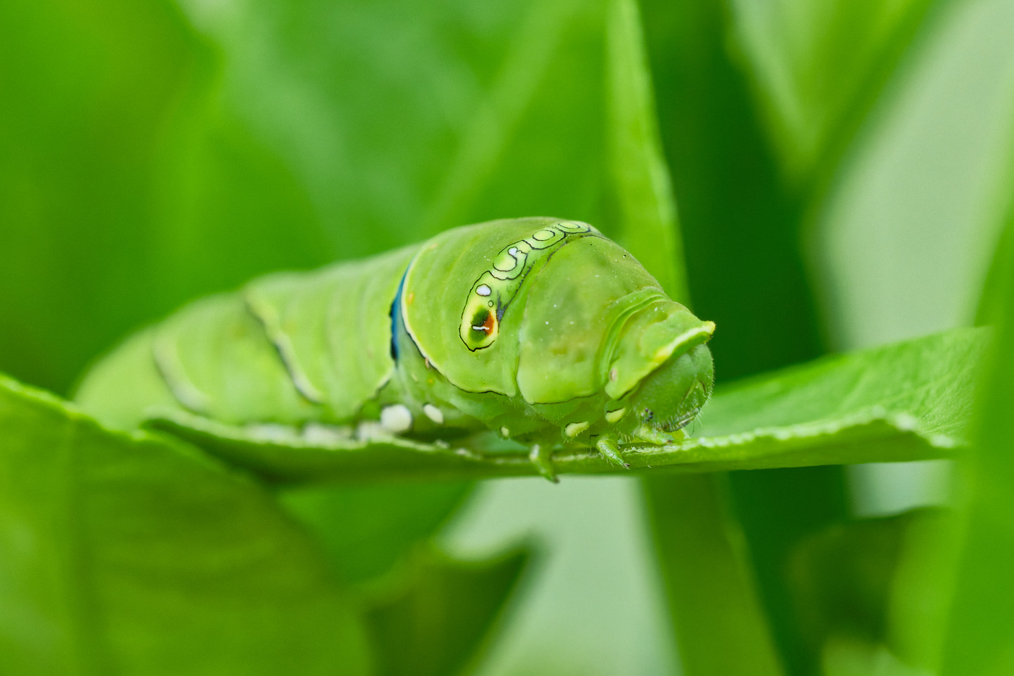 Swallowtail Caterpillar
