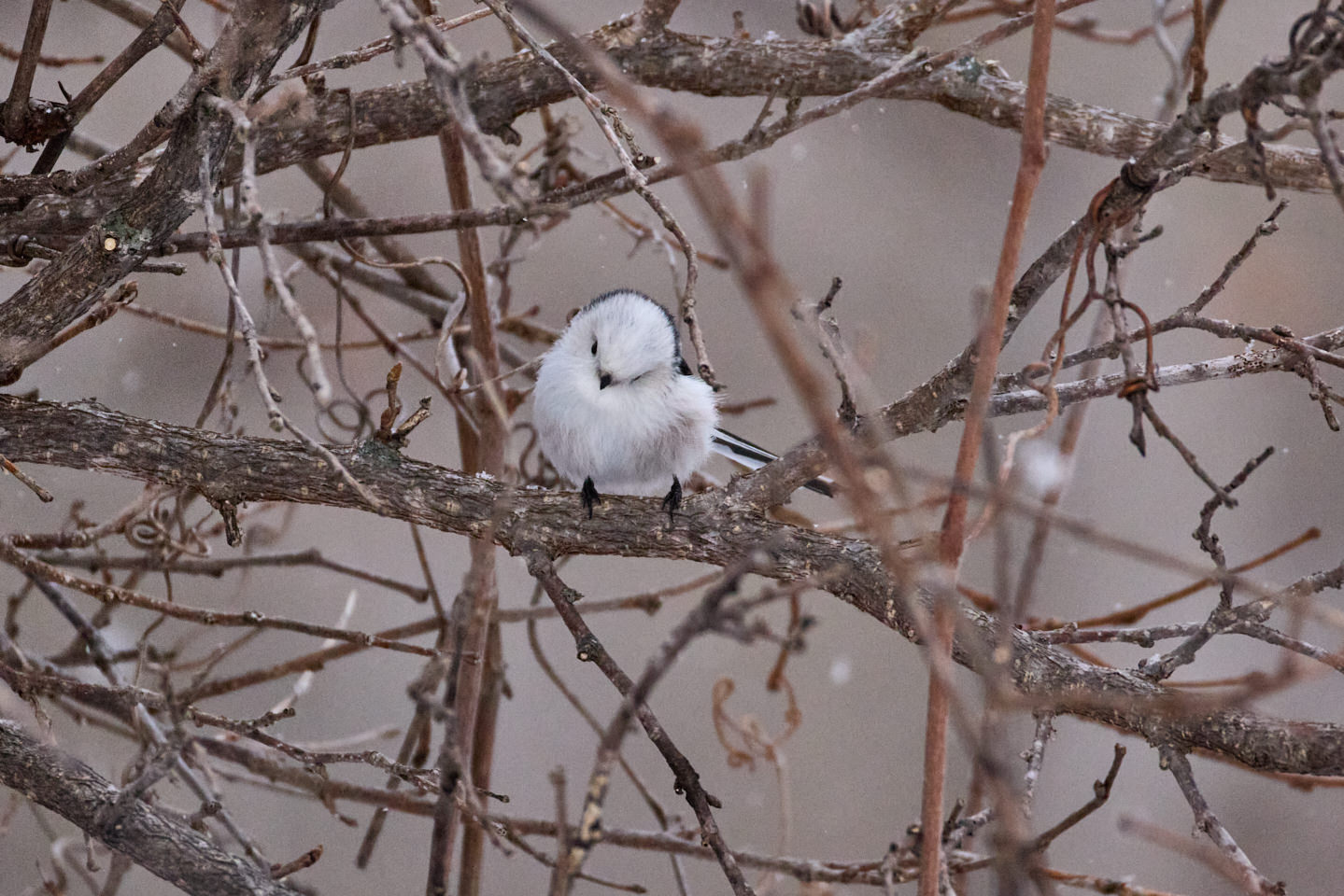 Long Tailed Tit