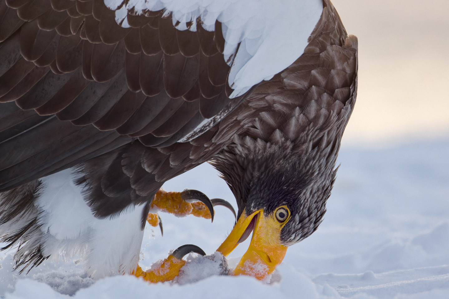 Steller's Sea Eagle Closeup