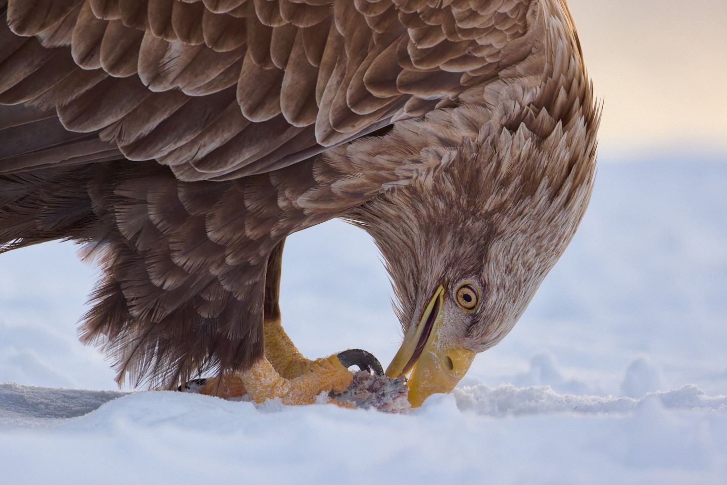 White-Tailed Eagle Closeup