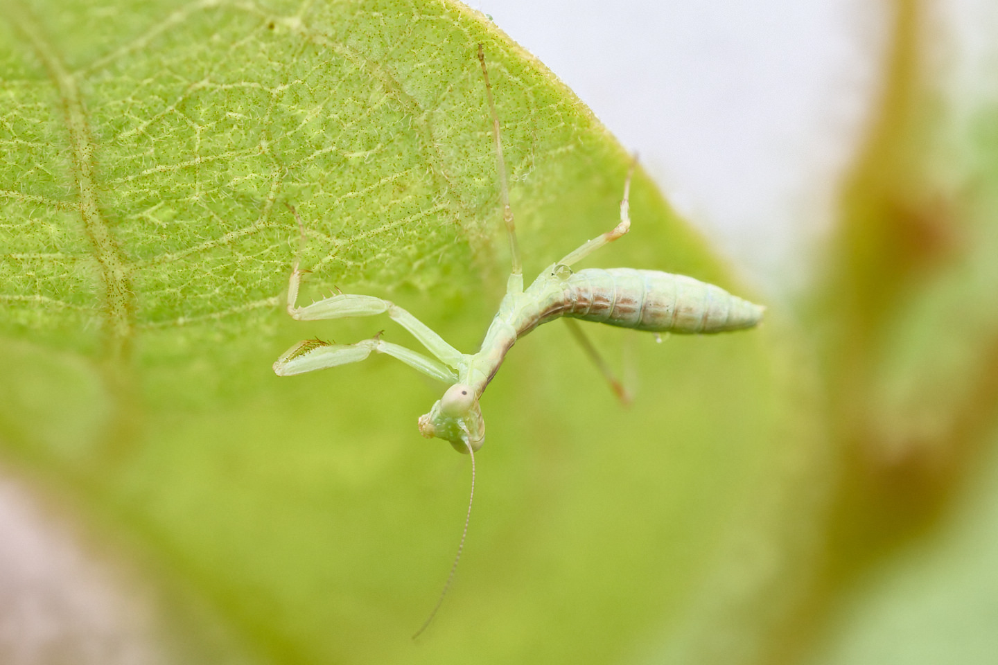 Baby Preying Mantis