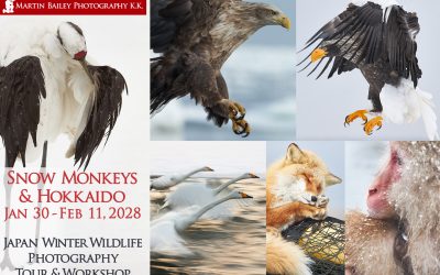 Snow Monkeys and Hokkaido Wildlife Tour 2028 Reservation