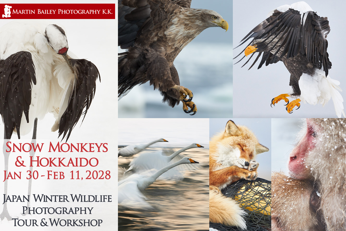 Snow Monkeys & Hokkaido Tour 2028